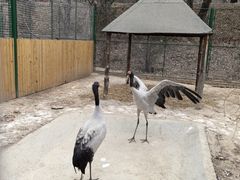 -青藏高原野生动物园