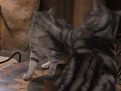 -猫猫幼稚园·撸猫·桌游·电玩