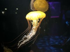 -欢乐海岸海洋奇梦馆