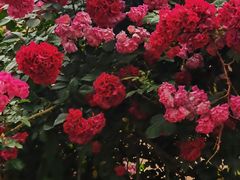 -国家植物园
