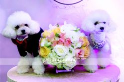 -上海浦东喜来登由由大酒店·宴会厅