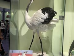 -盐城丹顶鹤湿地生态旅游区