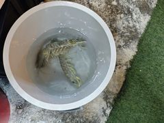 -大树下海鲜饭店