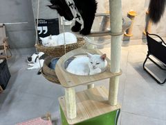-Heymao猫咖.咖啡厅(东门店)