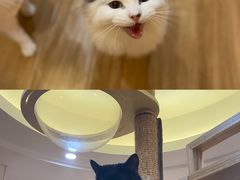 -滚猫咖啡·猫咖·猫友好撸猫(未来城店)