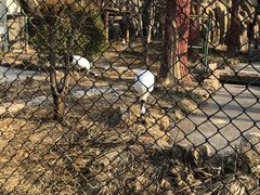 -石家庄市动物园