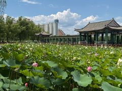 -莲花池公园