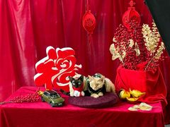 -上海浦东smart汽车全功能店(金桥店)