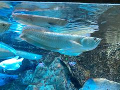 -太平洋海底世界