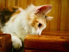 -猫色咖啡·猫咖