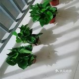新房装修后如何去除醛