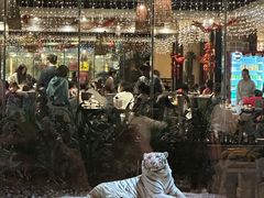 与白虎共餐-白虎自助餐厅·真老虎·景观自助餐厅(广州长隆酒店)