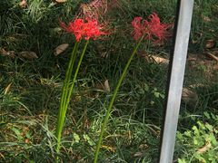 -金鸡湖桃花岛