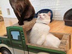 -momokira米努特·德文卷毛猫·棉花面纱犬