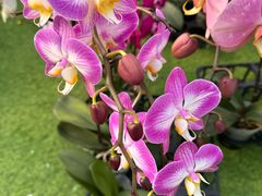 -龙大花卉苗木市场