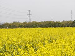-长洲岛