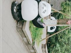 -都江堰中华大熊猫苑