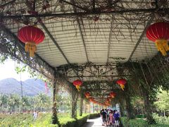 -亚龙湾国际玫瑰谷
