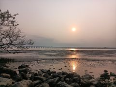 -宝安西湾红树林湿地公园