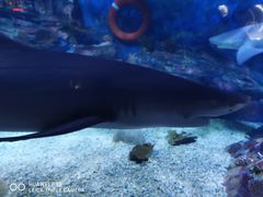 -烟台海昌鲸鲨海洋公园