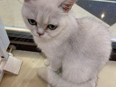 -三花喵·撸猫购宠·宠物生活馆(虹桥南丰城店)