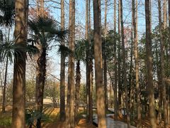 -上海长兴岛郊野公园