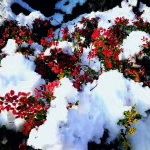 -镇江市南山风景名胜区竹林景区