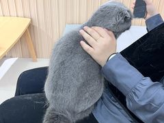 -鼓捣猫呢主题猫咖店