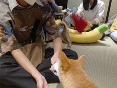 -逗柴咖啡屋·狗咖猫咖宠物桌游
