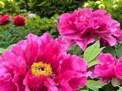 -莲花池公园