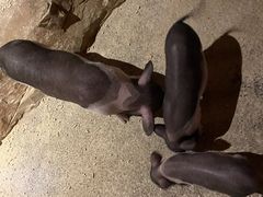 -绿色星球动物主题公园
