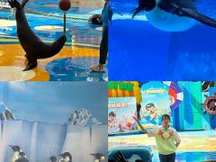 -海合安成都极地海洋公园