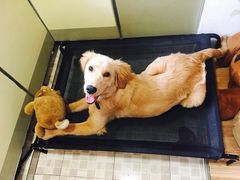 -帕帕拉兹宠物(亚洲旗舰店)