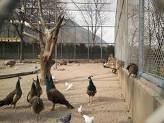 -西安秦岭野生动物园