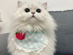 -欣宠猫屋·矮脚拿破仑·蓝金金渐层