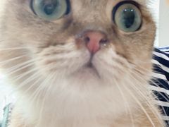 -李小姐の猫咖啡馆(五角场店)