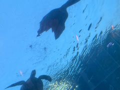 -海棠湾洲际-涛·海底餐厅·美人鱼·自助餐·海底隧道