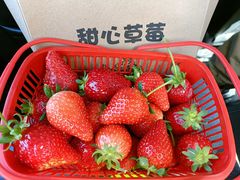 -甜心庄园·甜心草莓采摘园(西青中北店)
