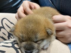 -逗柴咖啡屋·狗咖猫咖宠物桌游