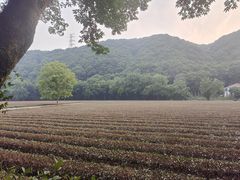 -龙井村
