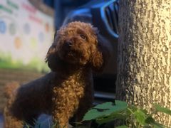 -喜洋洋宠物医院(震川路总店)