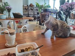 -Cappucimeow猫咪咖啡馆(韦伯时代店)