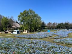 -上海滨江森林公园