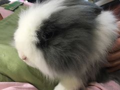 -宠物兔专门店(天丰利市场店)