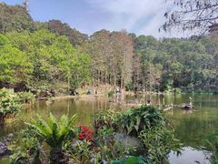-深圳仙湖植物园