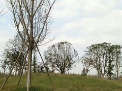 -白鹭湾湿地公园