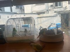 -吉丁鸟咖·异宠·寄养