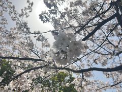 -高东镇樱花园