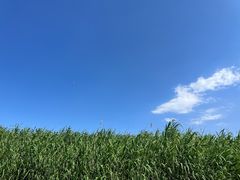 -白洋淀风景区