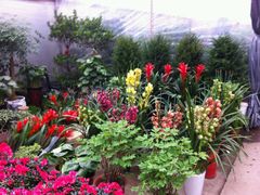 android_upload_pic-金陵花卉交易市场